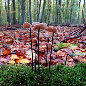 Herbstwaldboden 2