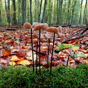 Herbstwaldboden 3