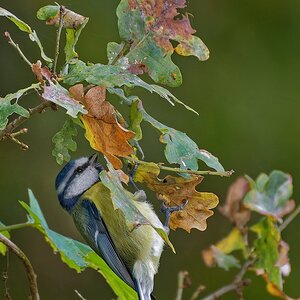 Herbstlich....