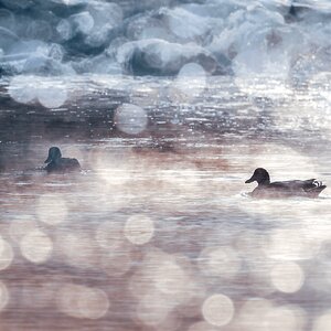 Wasserwelt II - Morgentraum