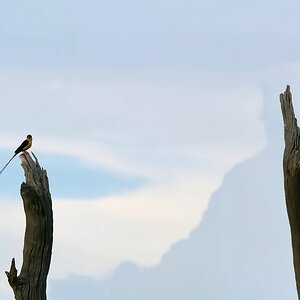Warten auf ihren König