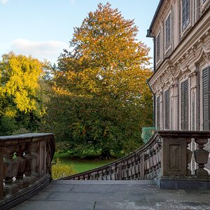 Blut-Buche im Oktober