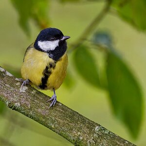 Eine Meise von Mittwoch 29.10.2025