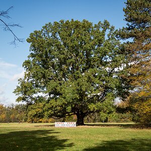 Lieblingsbaum-OKTOBER