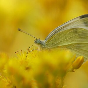 Medium '...und es war Sommer' in der Kategorie 'Schmetterlinge, Bienen, Käfer, Libellen & Co.'