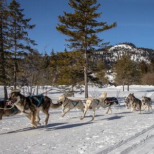 Medium 'Schlittenhunderennen...' in der Kategorie 'Sport'