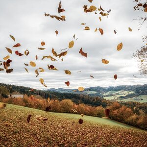 Herbstwind