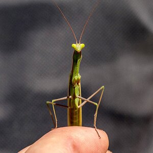 Gottesanbeterin Flüsterer (2)