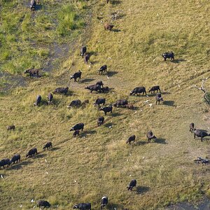 Afrikanische Büffel im Okavangodelta