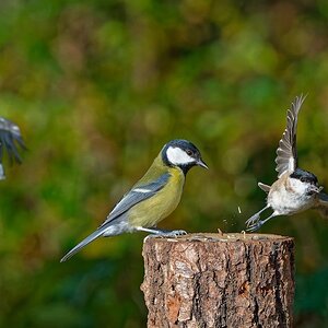 MeMiMei - (Mehrere Mittwochs Meisen)