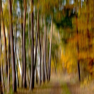 _herbstlicher_waldweg.jpg