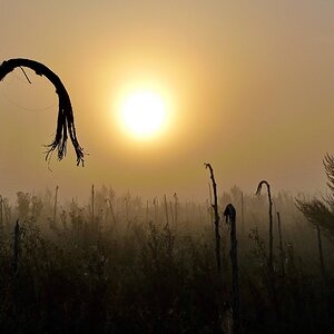 Wildblumenwiese .jpg