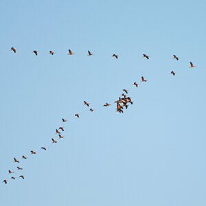 Koordinationsprobleme.