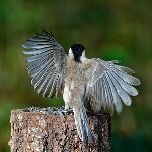 Ein schöner Rücken............