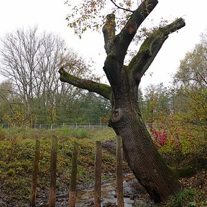 Der Baum im November