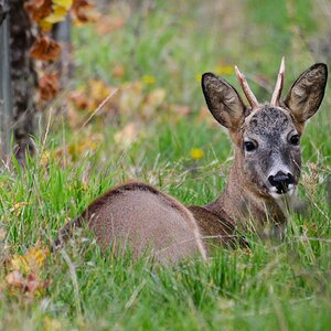 Rehbock im Wengert .jpg