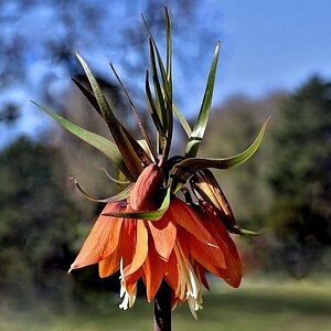 Medium 'Kaiserkrone' in der Kategorie 'Blumen & Blüten'