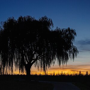 Baum - November 2025