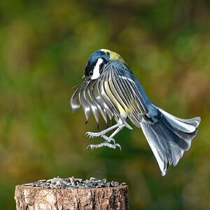 Breeeeemsen......!!!