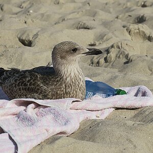 Sch... Sonnencreme vergessen