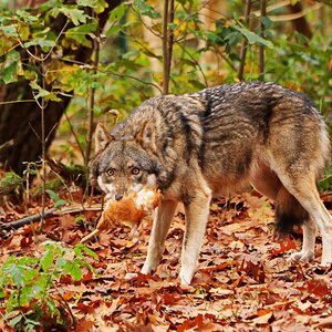 Das Frühstücksei ist Geschichte.