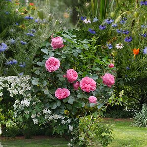 Einmal durch den Sommergarten