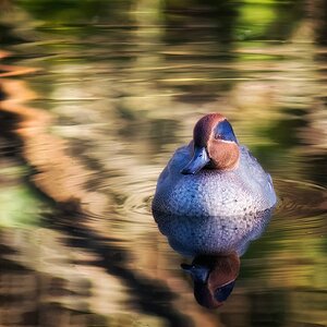 Männliche Krickente