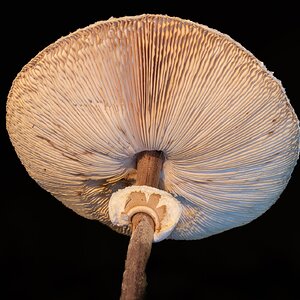 In Ermangelung.......... (Nr.1)