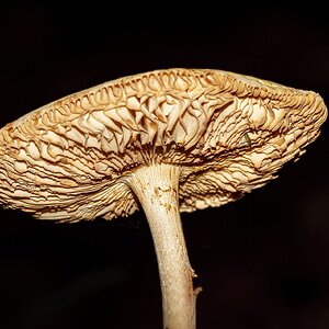 In Ermangelung ........ (Nr.2)