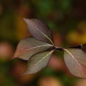 In Ermangelung ....(Nr.3)