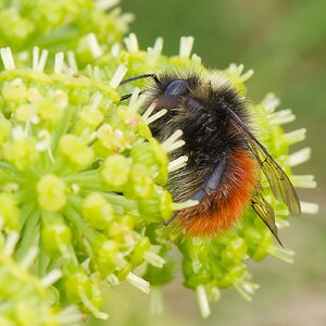 Sommer an der Barentssee