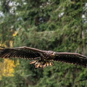 Könige der Lüfte 2