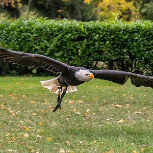 Könige der Lüfte 1