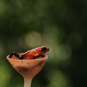 Erdbeerpfeilgiftfrosch