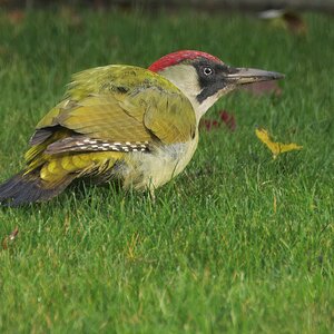 Grünspecht im Garten