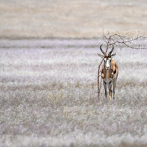 Der letzte Schatten...
