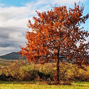 Herbstlicher Solitär
