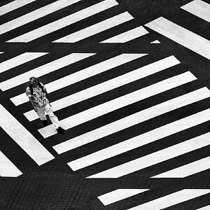 Jede Menge Zebras I / Version2