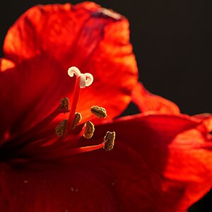 Amaryllis