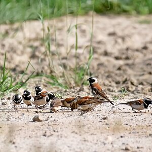 Die Spatzen pfeifen es vom Boden ;)