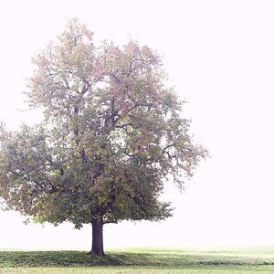 Baum im Nebel