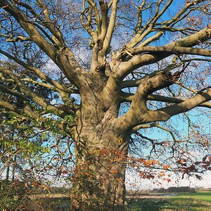Dorfbuche_im_November_1     ein vertikal-Pano
