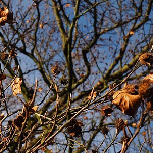 Dorfbuche_im_November_2