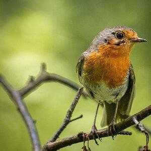 Wo gibts noch mehr Futter?