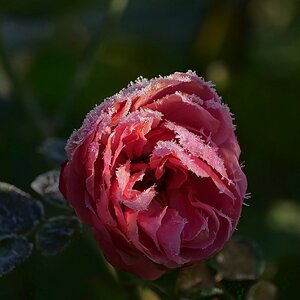 Leonardo da Vinci im Frost