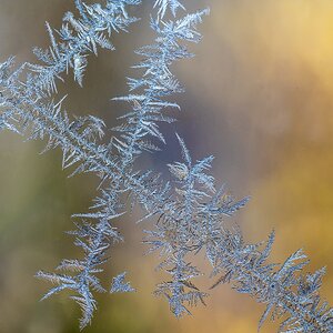 Frost
