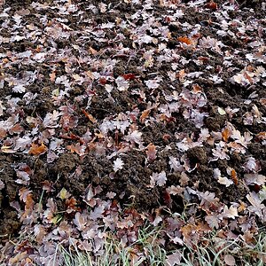 Mehr Eichblätter ..