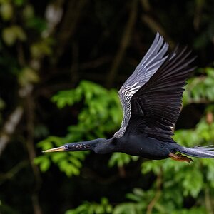 Schlangenhalsvogel im Flug