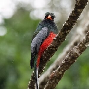 Ein Trogon im Regen...