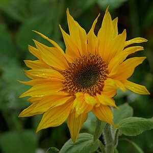 November-Sonne(nblume)